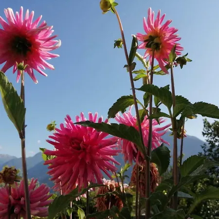 Lelladani * Buglio in Monte